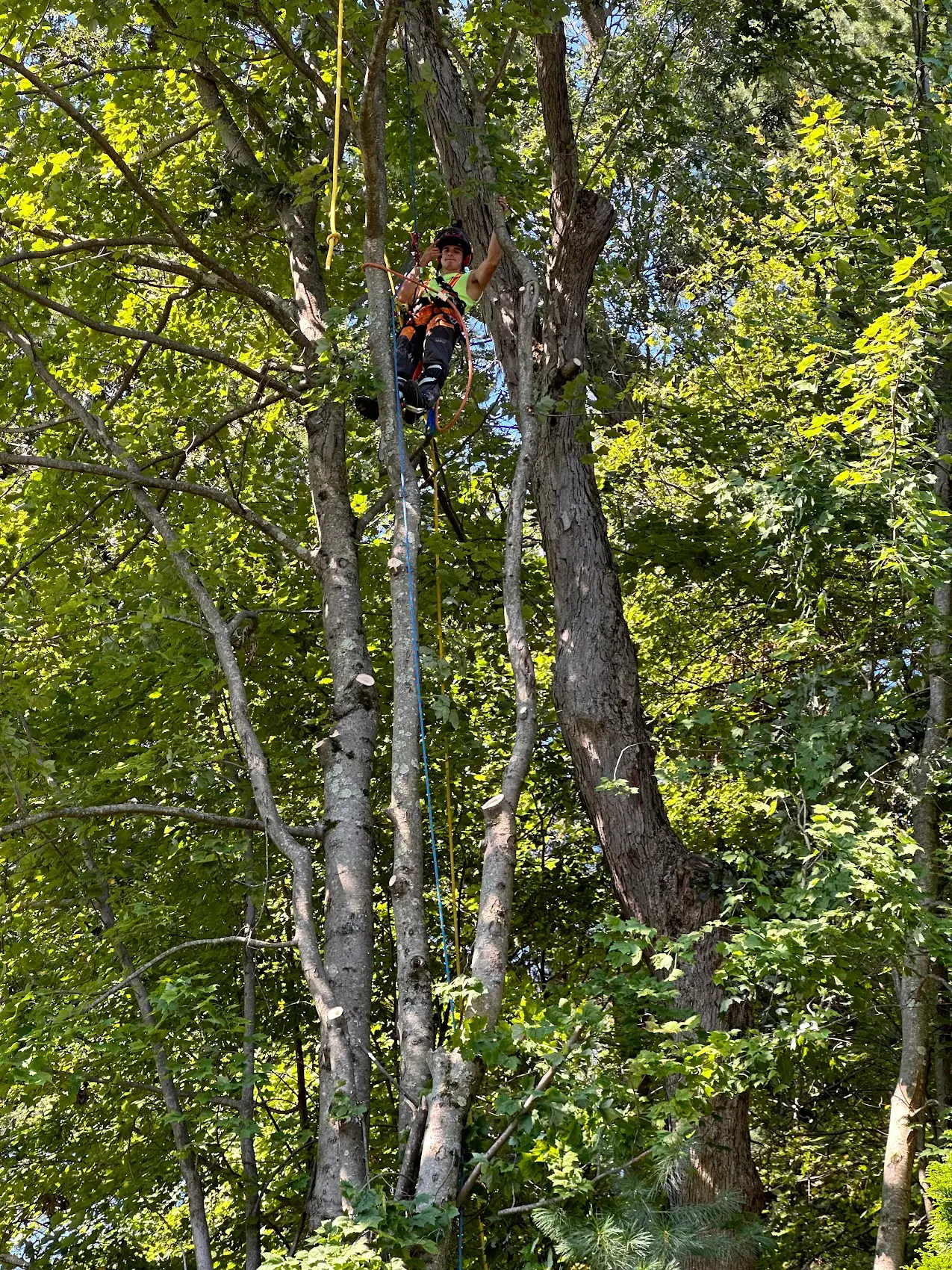 Matt Webb — Certified Arborist in tree