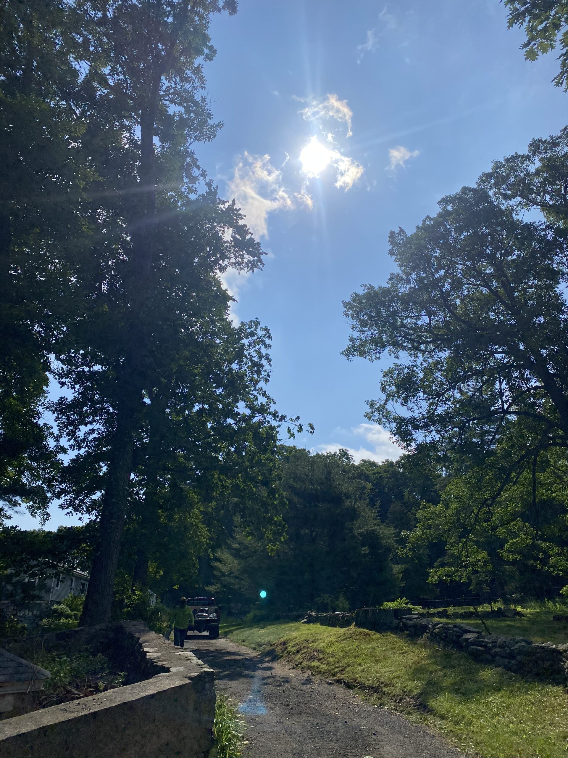 Tree removal service in [TOWN] Connecticut by Webb Tree Services