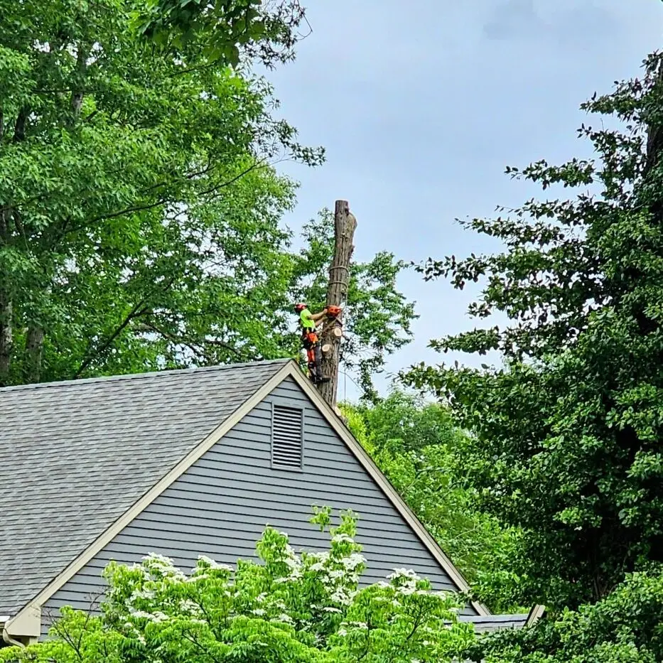 Professional tree surgeon performing rope access tree removal in Hartford County CT