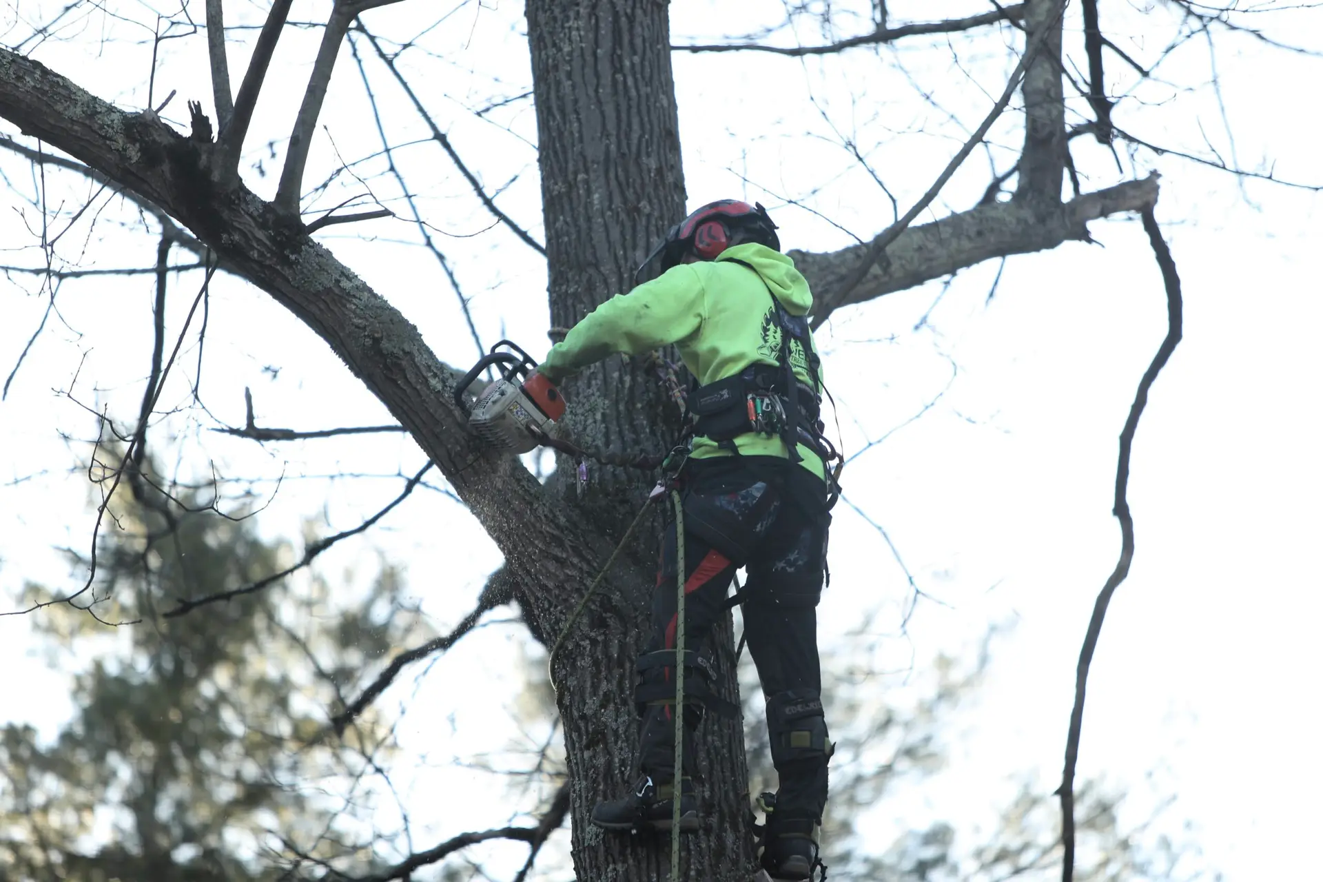 Webb Tree Services crew at work — Canton CT