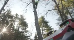 Webb Tree Services climber working near the top of a tall tree in Connecticut with the chipper staged below